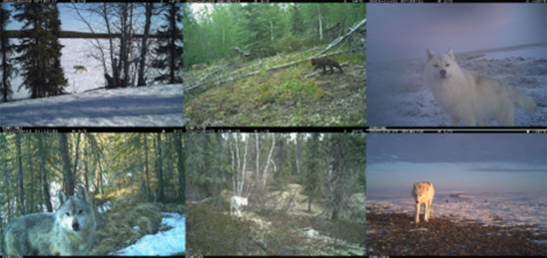 Wolves on trail monitor. 