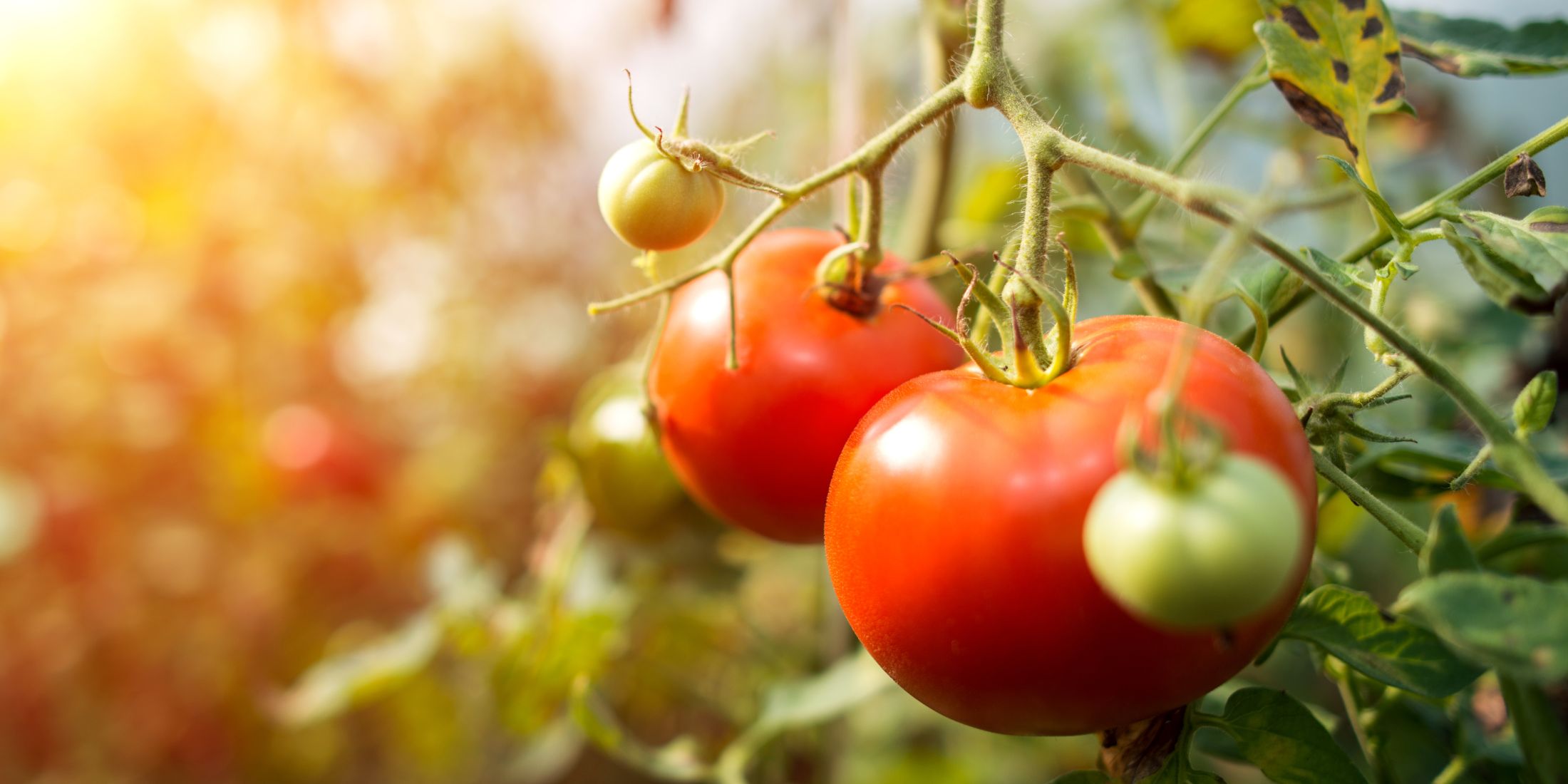 UNESCO Chair on Food, Biodiversity and Sustainability Studies renewed for four years.