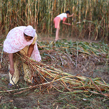 Indian farmers