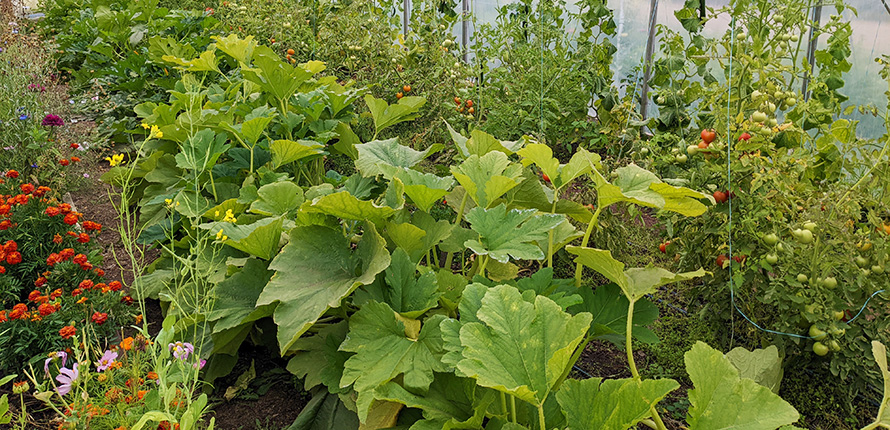 Garden in Sambaa K'e