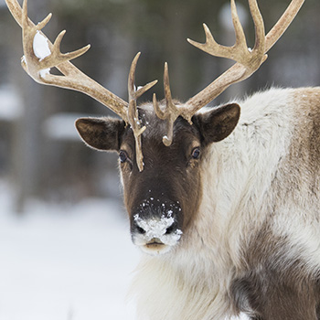 Caribou